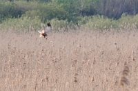 58015 Circus aeruginosus (Falco di palude)